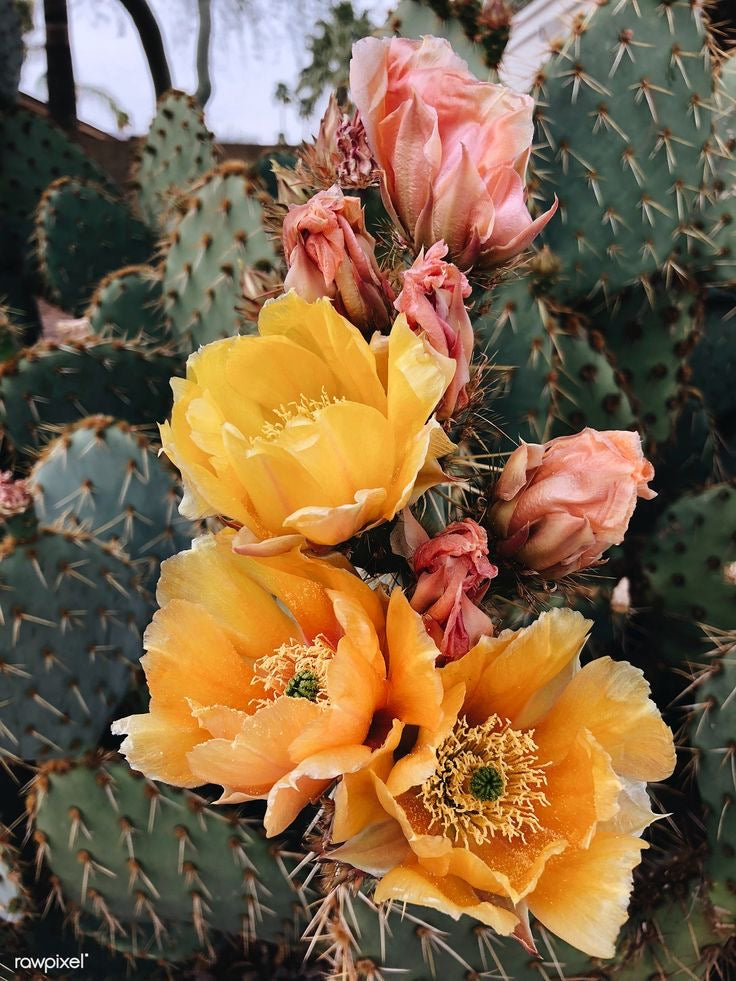 Cactus Flower